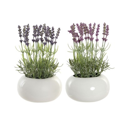 Planta LAVANDA