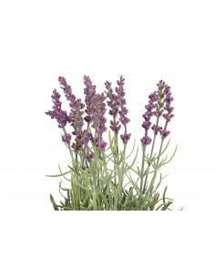 Planta LAVANDA 2