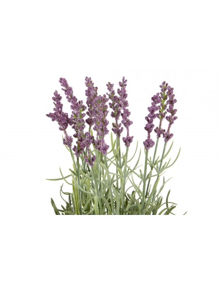 Planta LAVANDA