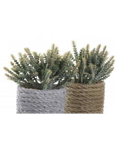 Planta EVA pequeña 2