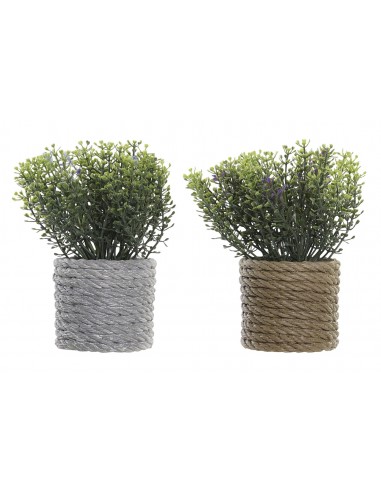 Planta EVA grande