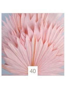 Flor PALMA 40
