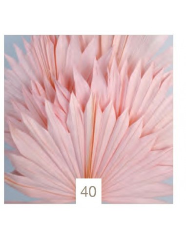 Flor PALMA 40