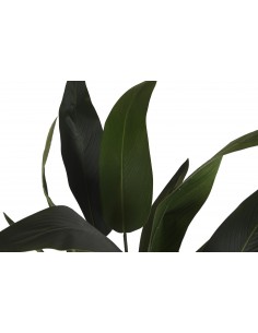 Planta AVE 180cm 2