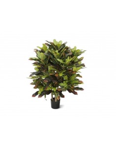 Planta CROTON 90cm 2