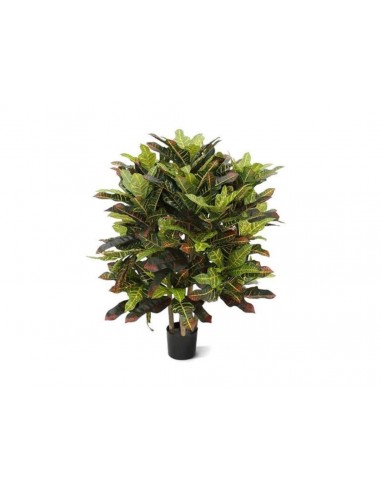 Planta CROTON 90cm