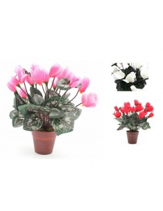Planta CYCLAMEN con maceta 32cm 2