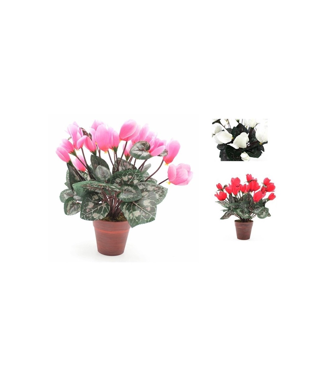 Planta CYCLAMEN con maceta 32cm individual