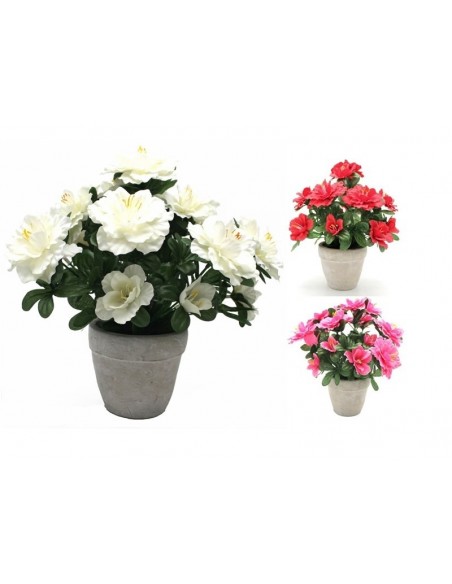 Planta AZALEA con maceta 30cm individual