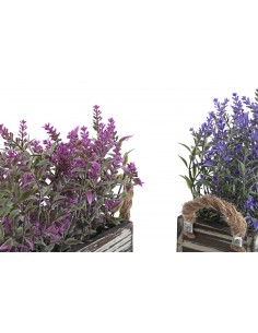Planta LAVANDA 478 individual 2