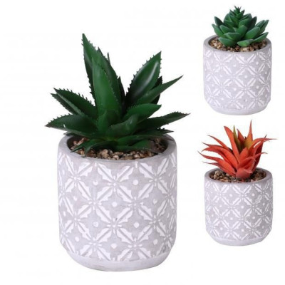 Planta SUCULENTA 615