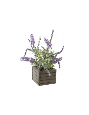 Planta LAVANDA