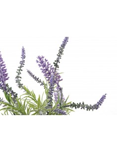 Planta LAVANDA 2