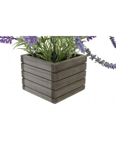 Planta LAVANDA