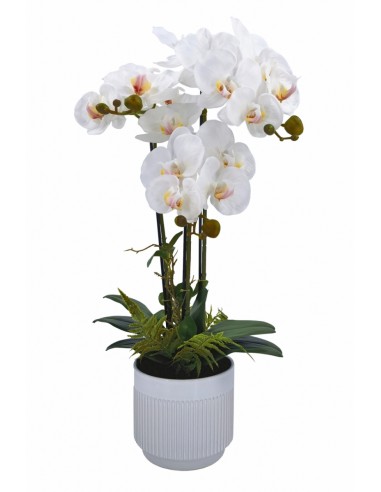 Planta PHALENOPSIS 70