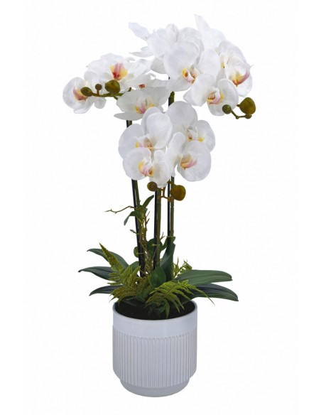Planta PHALENOPSIS 70