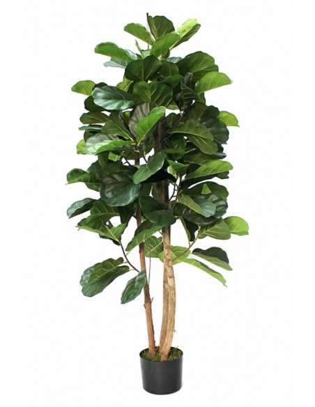 Árbol FICUS lyrata 150cm