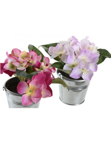 Planta HORTENSIA individual