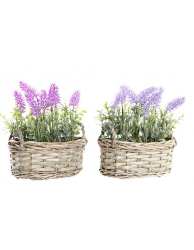 Planta LAVANDA individual