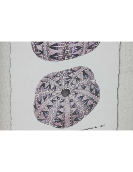Cuadro CORAL individual