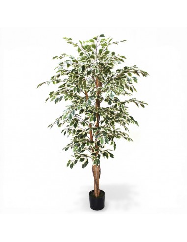 Árbol FICUS matizado 180cm