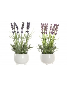 Planta DOLOMITE