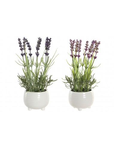 Planta DOLOMITE