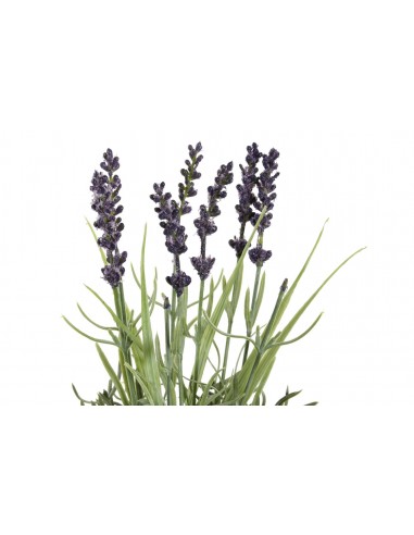 Planta DOLOMITE