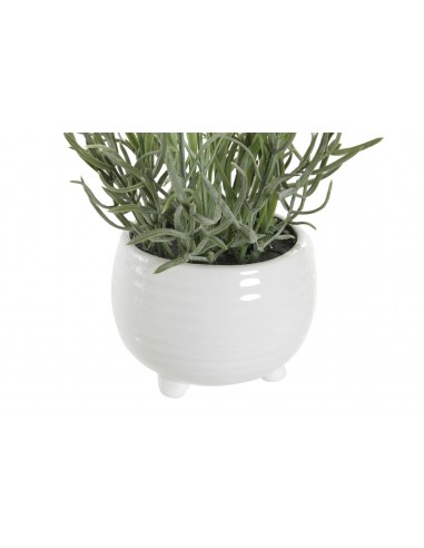 Planta DOLOMITE