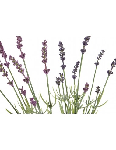 Planta LAVANDA
