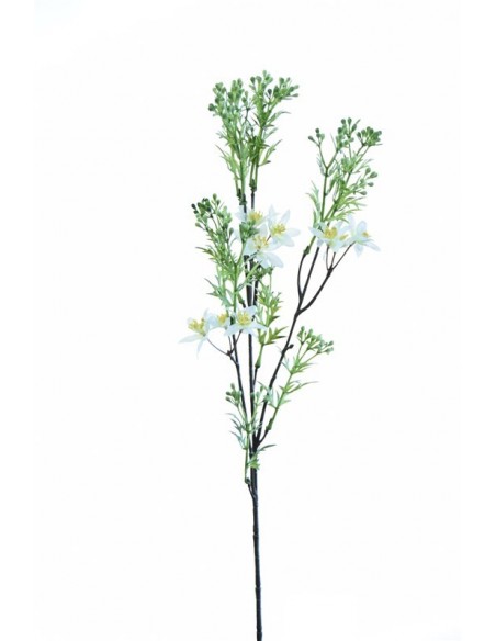 Bidens 65 cm