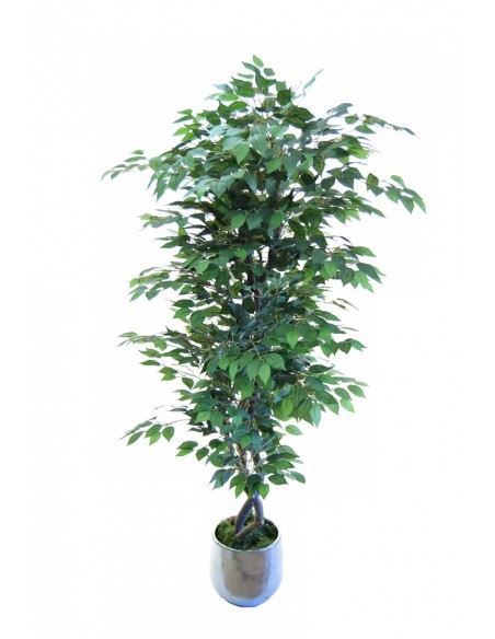 Ficus BENJAMINA 180 cm