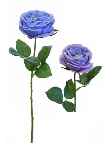 Rosa CABBAGE