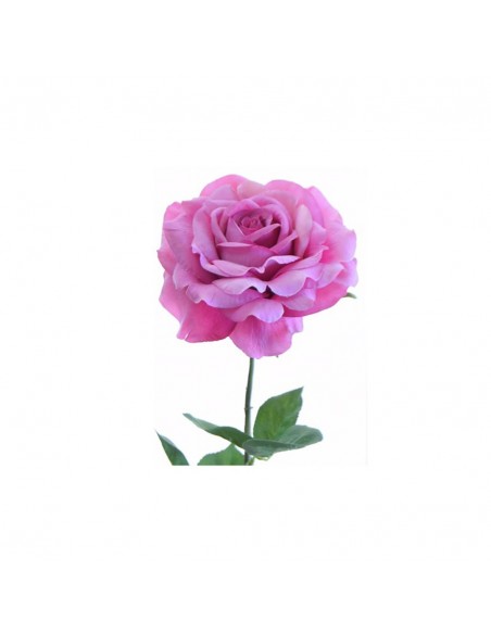 Rosa FX