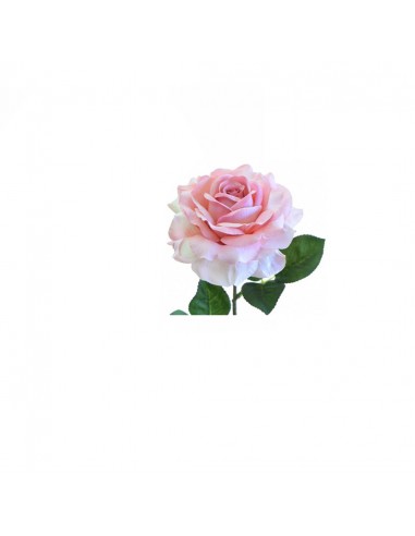 Rosa RS